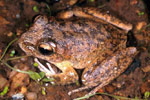 Booroolong Frog (Litoria booroolongensis) Copyright Julian Bentley. Photograph by Julian Bentley.