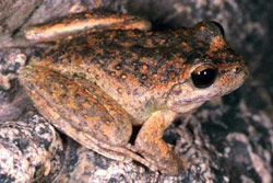 Booroolong Frog (Litoria booroolongensis) Copyright Julian Bentley. Photograph by Julian Bentley.