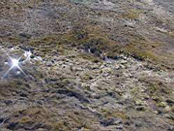 Potential corroboree frog habitat