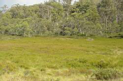 Frost hollow