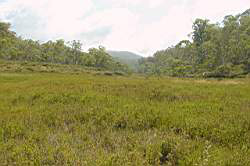Frost hollow
