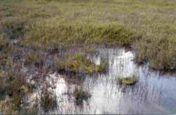 Breeding site