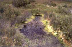 Breeding site