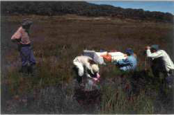 Egg deposition site