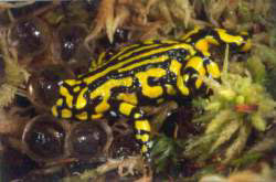 Corroboree frog with egg mass