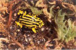 Corroboree frog with egg mass