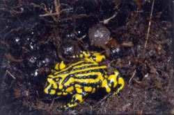 Corroboree frog with egg mass