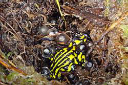 Corroboree frog with egg mass