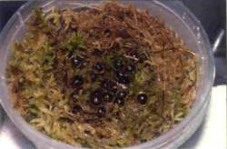 Corroboree frog eggs