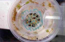 Corroboree frog eggs
