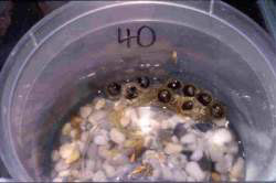Corroboree frog eggs developing