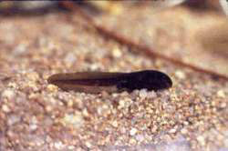 Corroboree frog tadpole