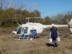 Gerry collecting tadpoles from the helicopter