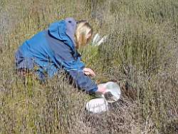 Ainsley releasing tadpoles