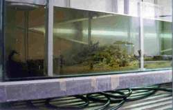 Tadpole enclosure at the ARC