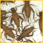 Get your crickets from the ARCade