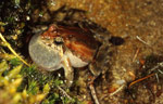The pattern displayed on this calling Crinia signifera is the "ridged" morph. Copyright Julian Bentley. Photograph by Julian Bentley.
