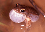 A male Crinia signifera calls for a mate from the water. Copyright Julian Bentley. Photograph by Julian Bentley.