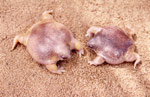 Female (left) and male (right) Turtle Frogs. Copyright Amphibian Research Centre. Photograph by Gerry Marantelli.
