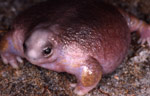 Turtle Frog (Myobatrachus gouldi) Copyright Julian Bentley. Photograph by Julian Bentley.