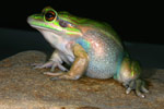 Green and Golden Bell Frog (Litoria aurea) Copyright Amphibian Research Centre.