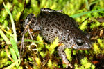 Southern Toadlet (Pseudophryne semimarmorata) Copyright Amphibian Research Centre.