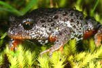Southern Toadlet (Pseudophryne semimarmorata) Copyright Amphibian Research Centre.