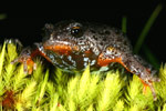 Southern Toadlet (Pseudophryne semimarmorata) Copyright Amphibian Research Centre.