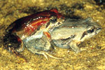 Eastern Common Froglet (Crinia signifera) Copyright Julian Bentley. Photograph by Julian Bentley.