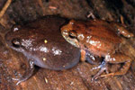 Victorian Smooth Froglet (Geocrinia victoriana) Copyright Julian Bentley. Photograph by Julian Bentley.