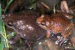 Victorian Smooth Froglet (Geocrinia victoriana) Copyright Julian Bentley. Photograph by Julian Bentley.