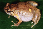 Ornate Nursery Frog (Cophixalus ornatus) Copyright Julian Bentley. Photograph by Julian Bentley.