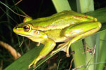 Green and Golden Bell Frog (Litoria aurea) Copyright Julian Bentley. Photograph by Julian Bentley.