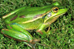 Green and Golden Bell Frog (Litoria aurea) Copyright Julian Bentley. Photograph by Julian Bentley.
