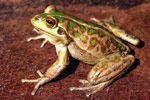 Motorbike Frog (Litoria moorei) Copyright Julian Bentley. Photograph by Julian Bentley.