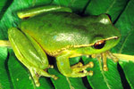 Green Stream Frog (Litoria phyllochroa) Copyright Julian Bentley. Photograph by Julian Bentley.