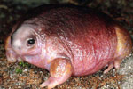Turtle Frog (Myobatrachus gouldi) Copyright Julian Bentley. Photograph by Julian Bentley.