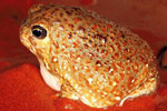Desert Spadefoot Toad (Notaden nichollsi) Copyright Julian Bentley. Photograph by Julian Bentley.