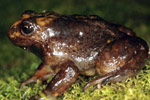 Baw Baw Frog (Philoria frosti) Copyright Julian Bentley. Photograph by Julian Bentley.