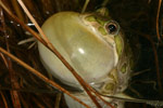Spotted Marsh Frog (Limnodynastes tasmaniensis) Copyright Amphibian Research Centre.