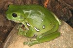 Green Tree Frog (Litoria caerulea) Copyright Amphibian Research Centre.