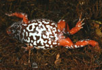 The brilliant underside of the Southern Toadlet (Pseudophryne semimarmorata). Copyright Amphibian Research Centre.