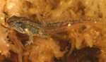 Eastern Common Froglet (Crinia signifera) Copyright Amphibian Research Centre.