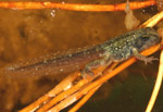Eastern Common Froglet (Crinia signifera) Copyright Amphibian Research Centre.