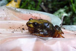 A male Baw Baw Frog (Philoria frosti) is unearthed in order to conduct some genetic testing. Copyright Claire Steel. Photograph by Claire Steel.