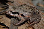 Victorian Smooth Froglet (Geocrinia victoriana) Copyright Scott Eipper. Photograph by Scott Eipper.