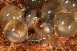 Red-crowned Toadlet (Pseudophryne australis) Copyright Amphibian Research Centre.