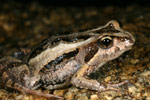 Eastern Common Froglet (Crinia signifera) Copyright Amphibian Research Centre. Photograph by Lydia Fucsko.