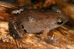 Victorian Smooth Froglet (Geocrinia victoriana) Copyright Amphibian Research Centre.