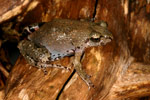 Victorian Smooth Froglet (Geocrinia victoriana) Copyright Amphibian Research Centre.